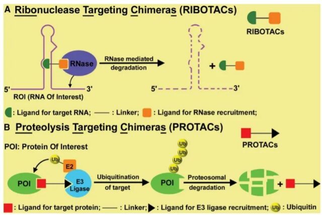 RIBOTAC technology may start a new era of RNA degradation