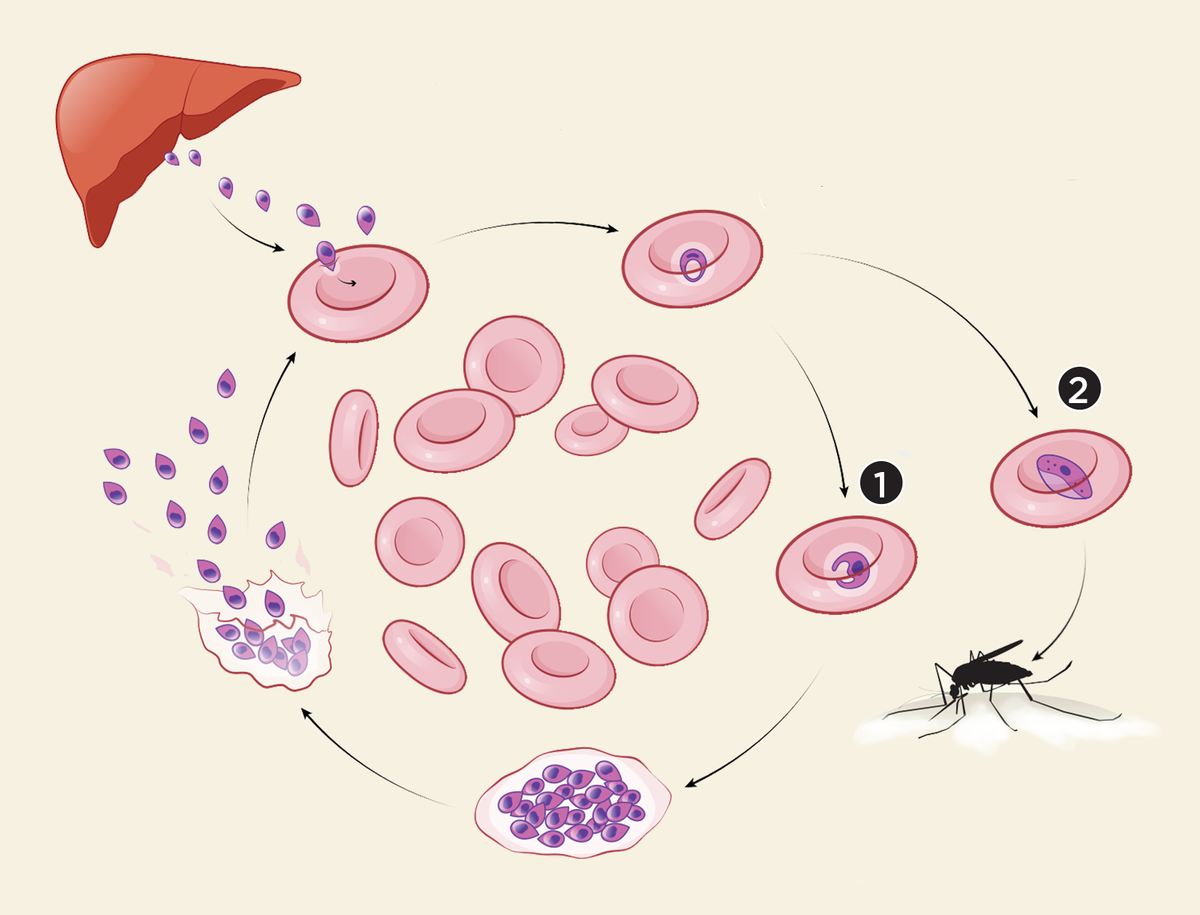 Illustration of Plasmodium parasite lifecycle in red blood cells
