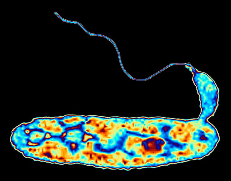 False colour TEM micrograph of the bacteria Bdellovibrio bacteriovorus