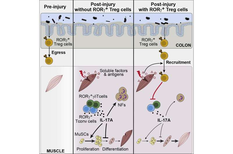 How gut microbes help mend damaged muscles