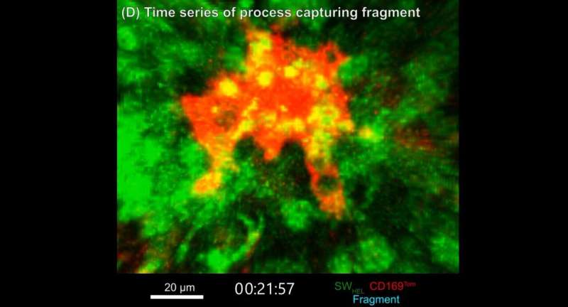 2-Photon microscope image of the germinal center inside a lymph node, showing B cells (green) moving around and a tingible body macrophage (red) grabbing the dead and dying B cells. Credit: Garvan Specialized garbage disposal cell, implicated in autoimmune disease, tracked for the first time