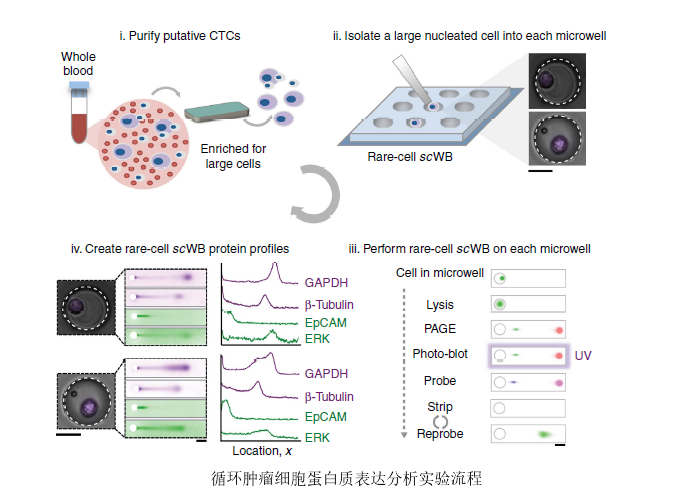 Milo 循环肿瘤细胞(CTC)蛋白质表达分析系统