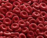 世界首例人造无核红细胞诞生献血或成历史 