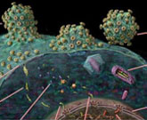 首次观察到艾滋病病毒颗粒细胞外形成过程