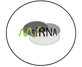 新一类小RNA：内生短干涉RNAs