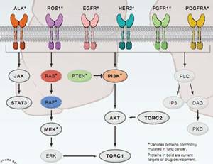 Cancer cell快照文章:非小细胞肺癌