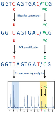 CpG甲基化定量检测服务(焦磷酸测序法)