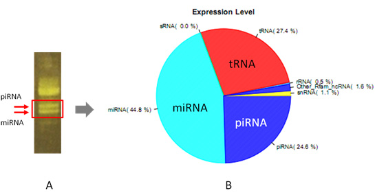 康成独家推出小RNA测序全新系列-- microRNA