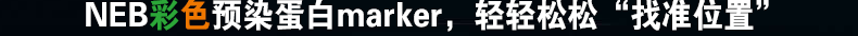 NEB ��ɫԤȾ����Marker���������ɡ���׼λ�á���