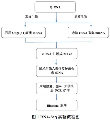转录组深度测序 | 上海欧易生物医学科技有限公