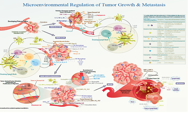 r&d systems 肿瘤研究试剂促销
