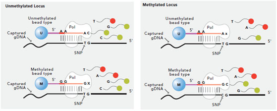 dna甲基化芯片服务 | 上海伯豪公司-南方基因