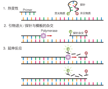 定量PCR,从理论到实践,从入门到精通(一)