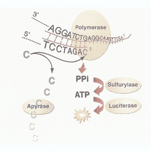 Pyrosequencing工作原理[创新技巧] -焦磷酸测