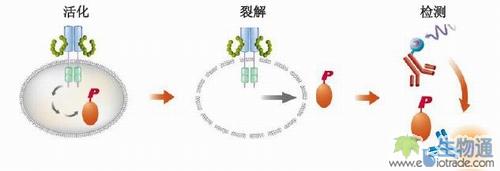 细胞中直接测量蛋白磷酸化方法