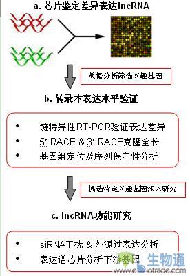 康成生物最新推出lncrna芯片技术服务[新品推荐