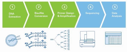 化流程[创新技巧] -CpG岛|甲基化|重亚硫酸盐|A