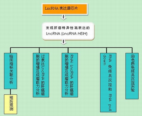 Hepatology发表应用Arraystar LncRNA芯片研究