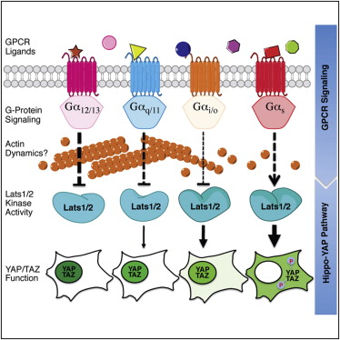 浙大管坤良教授最新Cell文章 -Hippo|YAP|癌基因|-生物通