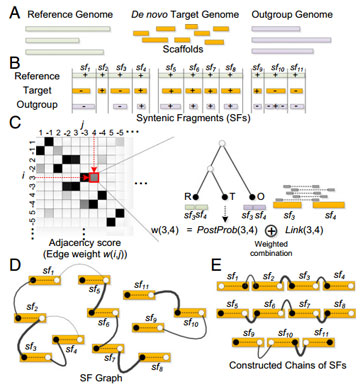 PNAS最新介绍测序组装染色体技术 -测序|染色