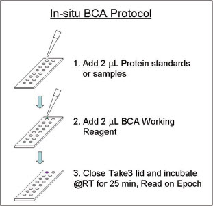 #微孔板秘笈4#原位微量BCA蛋白定量法[