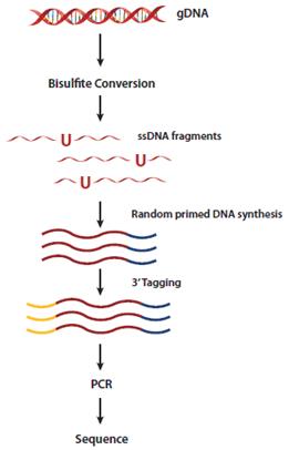全基因组甲基化测序新方法[新品推荐] -甲基化