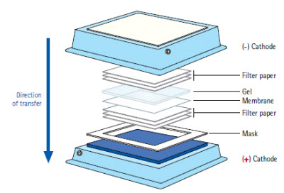 蛋白质印迹手册5：WB之蛋白转移