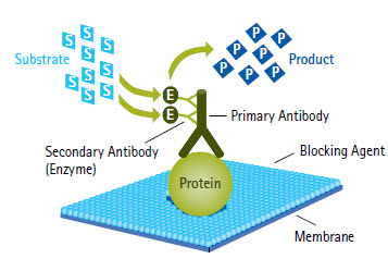蛋白质印迹手册10:蛋白质鉴定(一) -蛋白质|印迹|免疫检测-生物通