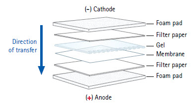蛋白质印迹手册14:湿转操作详解[创新技巧] -蛋白质印迹|湿转|默克密理博-生物通