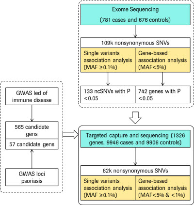 靶向捕获测序应用于多基因遗传病银屑病的致病
