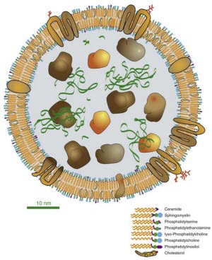 《相约2015NSFC》之疾病相关外泌体RNA研