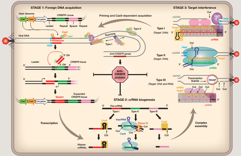 Cell:两位学者详解CRISPR“中心法则” -CRISPR|中心法则|作用机制-生物通