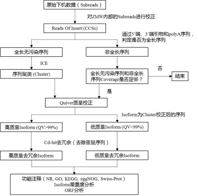 派森诺新品发布:三代测序将为转录组研究者带