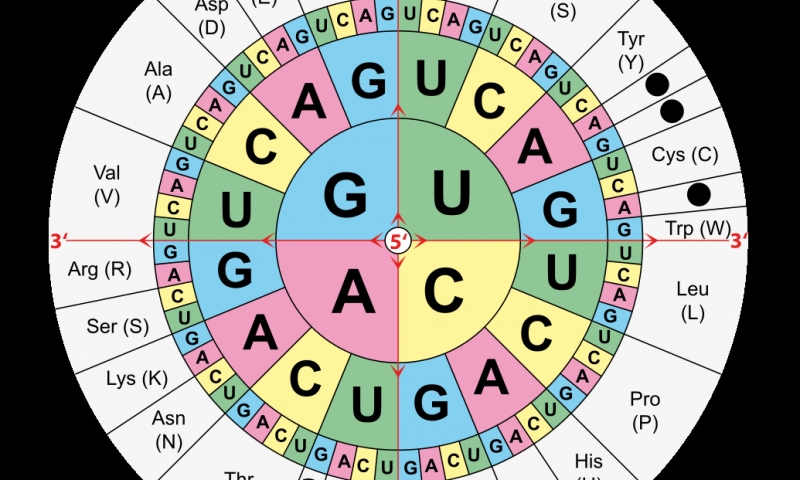 美国院士挑战DNA编码规则 -密码子|硒代半胱氨