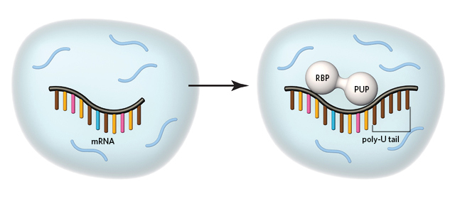 Cell,Nature子刊两篇文章报道RNA结合蛋白研究
