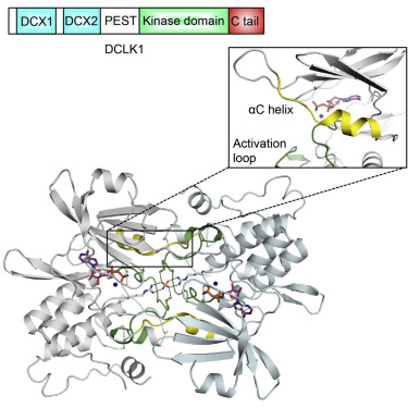 首次获得一种致癌蛋白的三维图