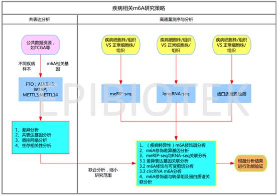 RNA甲基化修饰(m6A)研究技术及方案设计