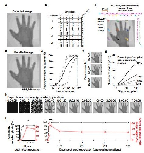 CRISPR技术让细胞播放动态视频 -DNA储存技