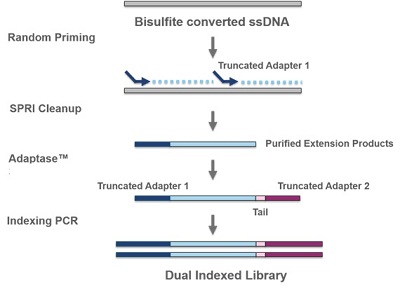 Science:单细胞甲基化测序助你区分神经元 -甲