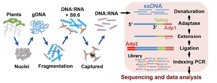 青年千人计划资助项目Nature Plants文章:精准