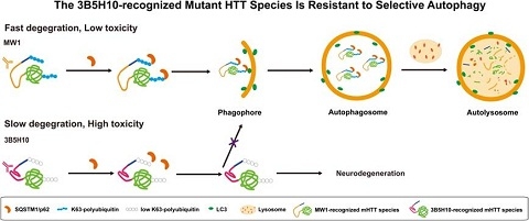 复旦大学青年千人教授最新Nature子刊:全新
