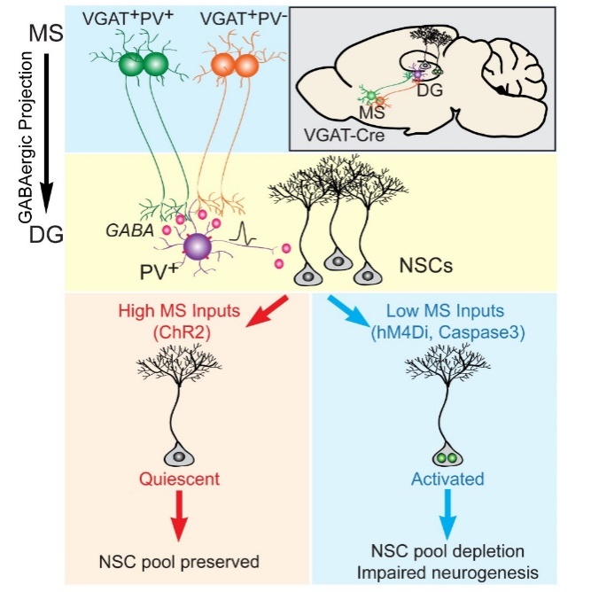 上海交大博士研究生在干细胞顶级期刊Cell Stem Cell发表封面论文 -长程神经网络|海马神经干细胞|神经新生-生物通