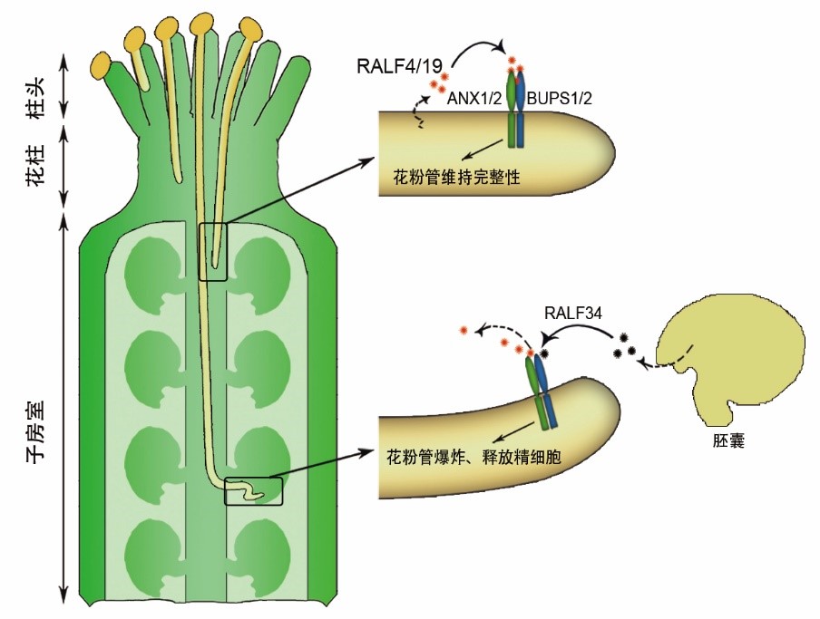 (拟南芥bups-anx受体复合体以及ralf小肽信号调控花粉管细胞完整性与