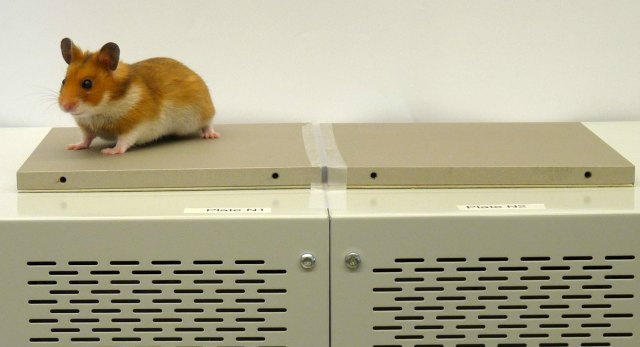 北方鼠和南方鼠谁更怕冷?《Cell Reports》报道