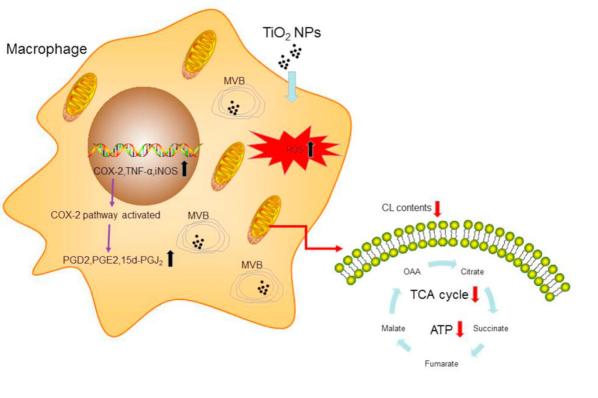 二氧化钛纳米颗粒影响巨噬细胞功能和免疫反应的新机制