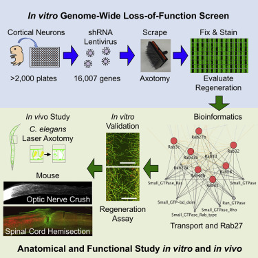 《Cell Reports》再生脊髓损伤神经细胞