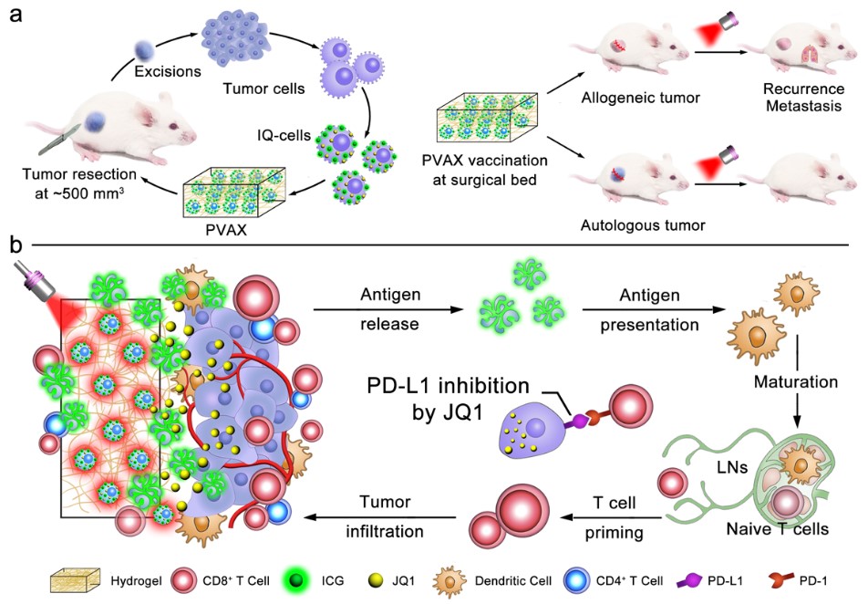中国学者Nature子刊构建新型肿瘤疫苗