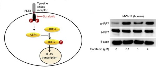 Nature子刊:索拉非尼(sorafenib)延缓白血病复发