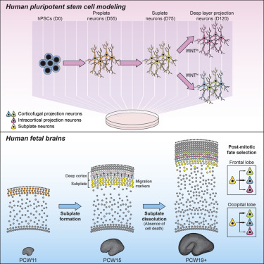 《Cell Stem Cell》消失的一整块脑区去哪了?