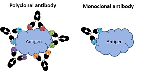 多克隆抗体的好处被忽视